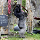 Britain_Zoo_Stocktake_55313.jpg