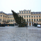 Baum faellt__c__Kultur- und Weihnachtsmarkt Schoenbrunn-FOTOFALLY.jpg
