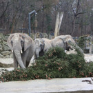 Baumuebergabe__c__Kultur- und Weihnachtsmarkt Schloss Schoenbrunn-FOTOFALLY.jpg