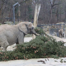 Elefant seitlich__c__Kultur- und Weihnachtsmarkt Schloss Schoenbrunn_FOTOFALLY.jpg