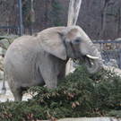 Elefant__c__Kultur- und Weihnachtsmarkt Schloss Schoenbrunn_FOTOFALLY.jpg