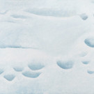Daisy Hoch: Neue Schneebilder