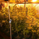 20230118 PI Maria Enzersdorf Cannabis-Indoor-Aufzuchtanlage Bild 1.png