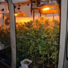 20230118 PI Maria Enzersdorf Cannabis-Indoor-Aufzuchtanlage Bild 2.png