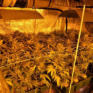 20230118 PI Maria Enzersdorf Cannabis-Indoor-Aufzuchtanlage Bild 3.png