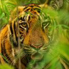 Tiger_Tadoba Andhari Tiger Reserve_India_WW1126365 __ Narayanan Iyer _Naresh_ WWF-International.jpg