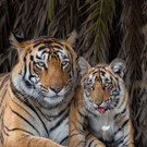 Bengal-Tiger_Panthera tigris tigris_WW1117280 __ Nitish Madan WWF-International.jpg