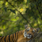 Tiger_Bandhavgarh National Park_India_WW1132319 __ Suyash Keshari WWF-International.jpg