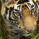 Tiger_Bandhavgarh National Park_India_WW1132315 __ Suyash Keshari WWF-International.jpg