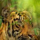 Tiger_Tadoba Andhari Tiger Reserve_India_WW1126366 __ Narayanan Iyer _Naresh_ WWF-International.jpg