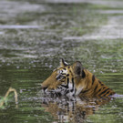 Bandhavgarh National park_Madhya Pradesh_India_WW1130246 __ Hardik Shelat WWF-International.jpg