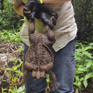 Australia_Giant_Toad_47475.jpg