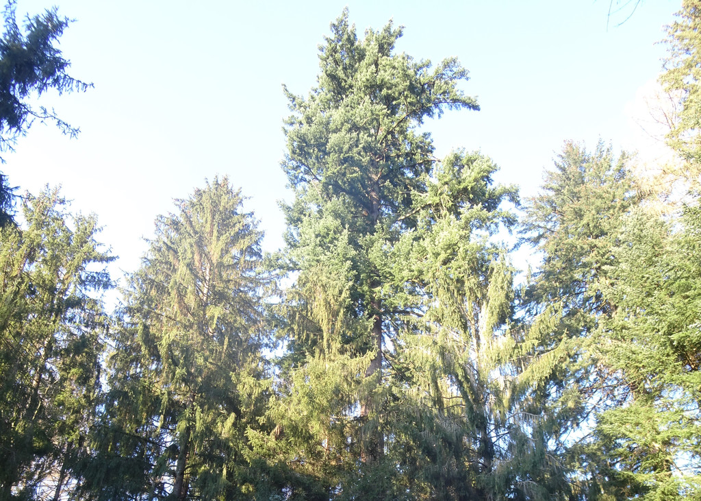 DSC00665 _2_.JPG