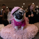 2023-01-29T222715Z_253962203_RC2H0Z9CFW8R_RTRMADP_3_USA-DOGSHOW.JPG