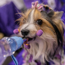 2023-01-29T222538Z_400412484_RC2H0Z9IGI17_RTRMADP_3_USA-DOGSHOW.JPG