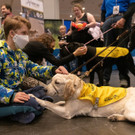 2023-01-29T221628Z_941266591_RC2G0Z9JGHOA_RTRMADP_3_USA-DOGSHOW.JPG