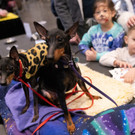 2023-01-29T221039Z_398057504_RC2G0Z9ASSSK_RTRMADP_3_USA-DOGSHOW.JPG