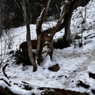 Löwen: Fütterung im Walter Zoo in Gossau