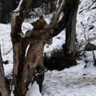 Gro__ _IMG_3988_.jpg