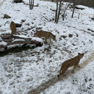 Gro__ _IMG_4002_.jpg