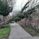 Sturmschaeden_FF_Wiener-Neustadt-1.jpg