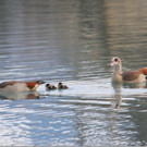 Nachwuchs Nilgänse