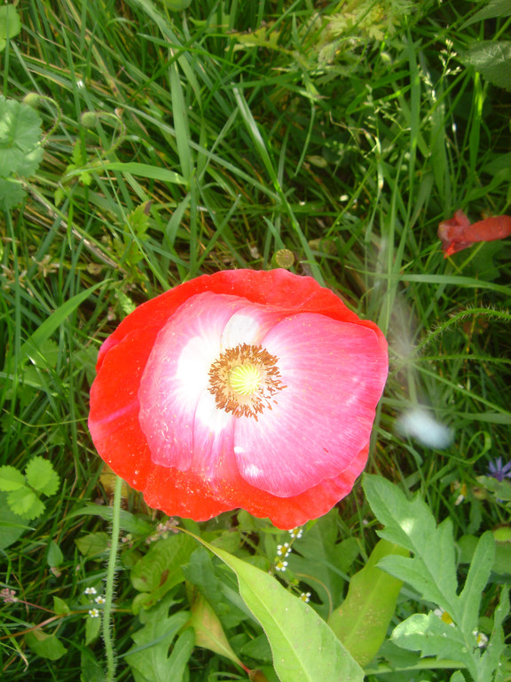 DSC08206.JPG