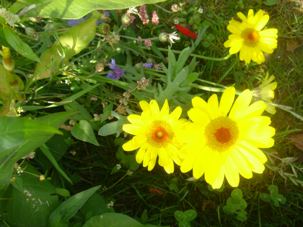 DSC08207.JPG