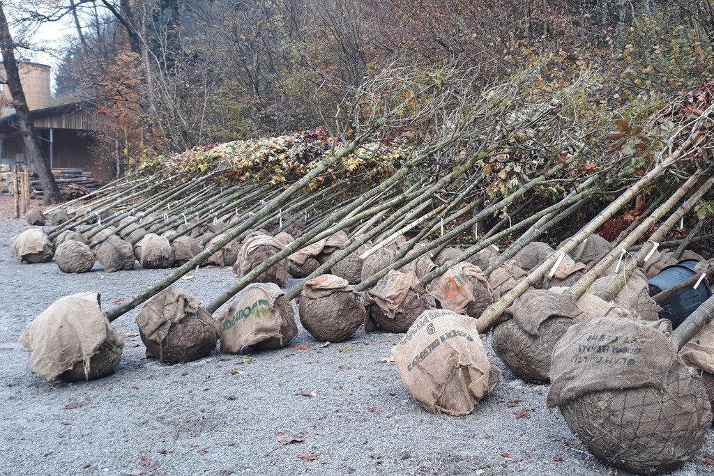 csm_20230224-Neue-Ba-ume-im-Stadtgebiet-Pflanzaktion-Herbst-1_a740fb44e0.jpg