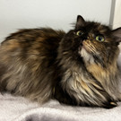 Katze Pushinka