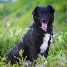Hund im Au__enbereich __ TierQuarTier Wien_Houdek.jpg