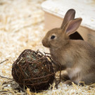 Kaninchen_1 __ TierQuarTier Wien_Houdek.jpg