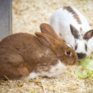 Kaninchen_2 __ TierQuarTier Wien_Houdek.jpg