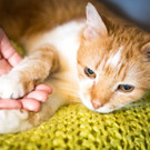 Katze_1 __ TierQuarTier Wien_Houdek.jpg