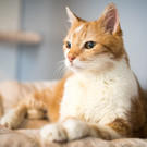 Katze_2 __ TierQuarTier Wien_Houdek.jpg