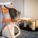 Katze_3 __ TierQuarTier Wien_Houdek.jpg