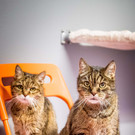 Katze_4 __ TierQuarTier Wien_Houdek.jpg