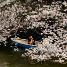 2023-03-22T083643Z_1515960967_RC2UYZ9X0HBL_RTRMADP_3_SPRING-CHERRYBLOSSOMS-JAPAN.JPG