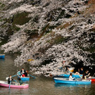 2023-03-22T083735Z_625128114_RC2UYZ9SGYRF_RTRMADP_3_SPRING-CHERRYBLOSSOMS-JAPAN.JPG