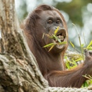 Orang-Utans genießen den Frühling