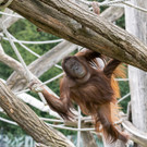 Orang-Utans genießen Frühling im Schönbrunner Außengehege