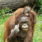 Orang Utan1.jpg