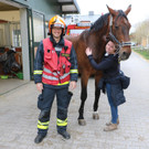 Pferd "Remy" wurde gerettet