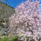 Fr__hling Symbolfoto April 2023 _4_.jpg