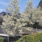 Fr__hling Symbolfoto April 2023 _6_.jpg