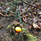 Ostereiersuche Dafins