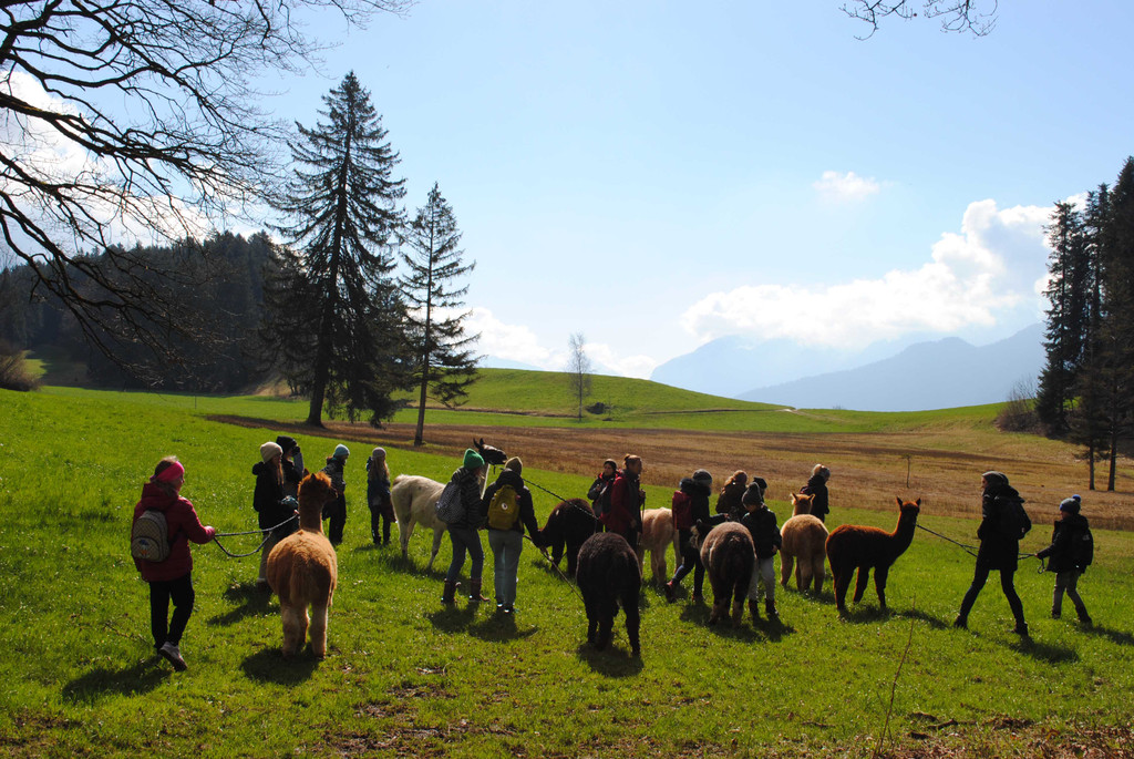 Alpaka Wanderung in R__ns __ Stadt Feldkirch.jpg