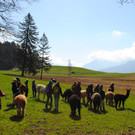Alpaka Wanderung in R__ns __ Stadt Feldkirch.jpg