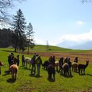 Alpaka Wanderung __ Stadt Feldkirch _1_.jpg