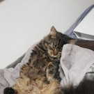 WhatsApp Image 2023-04-15 at 20_59_26.jpeg